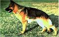 German Shepherd Dog Association of Western Australia image 5