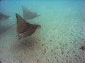 Gone Diving Hervey Bay image 2