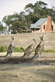 Grampians Pioneer Cottages logo