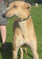 Greyhounds 4 u image 1