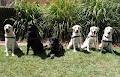 Guide Dog Association of New South Wales & A.C.T logo