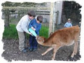 Hahndorf Farm Barn logo