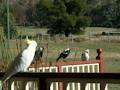 Halls Gap Valley Lodges image 6