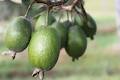 Hinterland Feijoas image 4