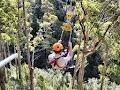 Hollybank Treetops Adventure image 3