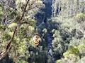 Hollybank Treetops Adventure image 4