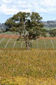 Howard Vineyard image 1