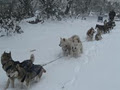 Howling Husky Sled Dog tour logo