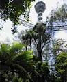 Illawarra Fly Treetop Walk logo