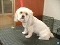 Just Dogs Grooming Salon logo
