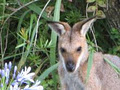 Kalamunda Accommodation image 3