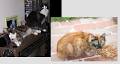 Keysborough Animal Shelter image 1