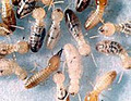 Knock-Out Pest Control-Commercial Pest Control-Termite Control-Rat Pest Control image 6