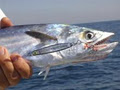 Lazer Sport Fishing Lures image 3