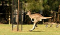 Lone Pine Koala Sanctuary image 1