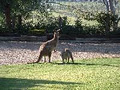 Lovedale Chamber of Commerce image 6