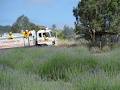 Lyndoch Lavender Farm & Cafe image 2