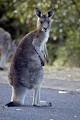 Lyrebird Dell image 4