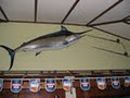 Marlin Bar logo