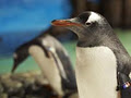 Melbourne Aquarium image 3