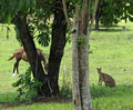 Mena Creek Eco Gardens image 3