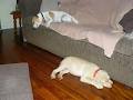 Mooloolaba Veterinary Surgery image 1