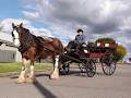 Morpeth Horse Carriage image 4