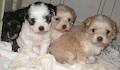 Mt Lawley Pets & Puppies image 6