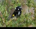 Mt Wellington Walks image 3