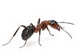 Nationwide Pest Control image 3