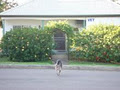 New Lambton Veterinary Clinic image 1