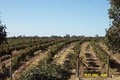 Nuggetty Vineyard image 2