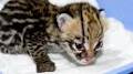 OCELOT image 3