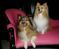 Pawkids image 2