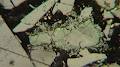 Pearson Coal Petrography Pty Ltd logo