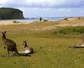 Pebbly Beach Holiday Cabins image 3