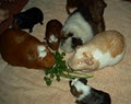 Pet Friends image 6