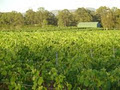 Pokolbin Brothers Wines logo