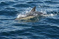 Port Macquarie Whale Watching Cruises logo