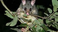 Possum Patrol image 3