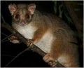 Possums Plus image 2