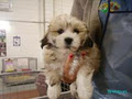 Puppyworld image 2