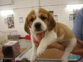 Puppyworld image 4