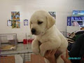 Puppyworld image 5