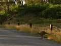 Quad Bike King image 3