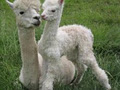 Rathdowney Alpaca Farm image 4