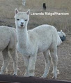 Rathdowney Alpaca Farm image 5