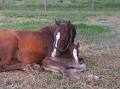 Retford Equine Veterinary Clinic image 1