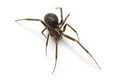 Safe Pest Control image 2