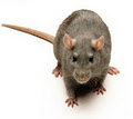 Safe Pest Control image 3